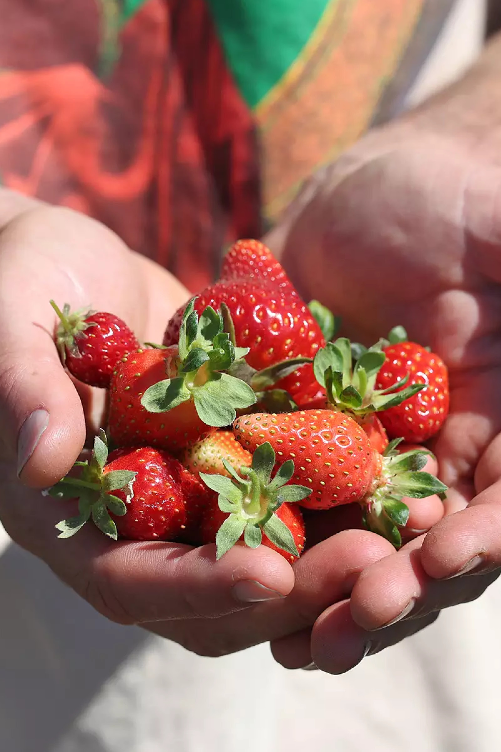Strawberry Season Shines at the Ecology Center