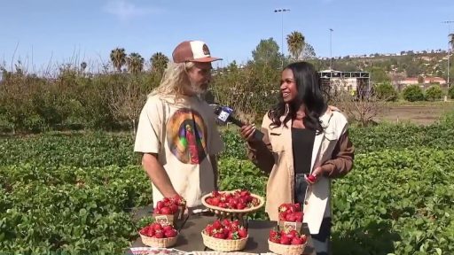 Strawberry Season Shines at the Ecology Center